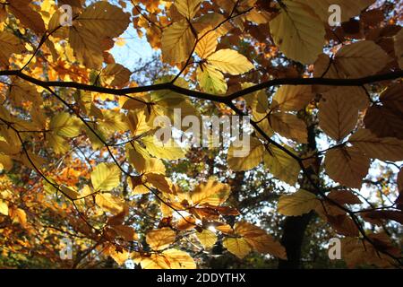 Guardando sugli alberi con foglie autunnali in contrasto. Strati di colore. Foto Stock