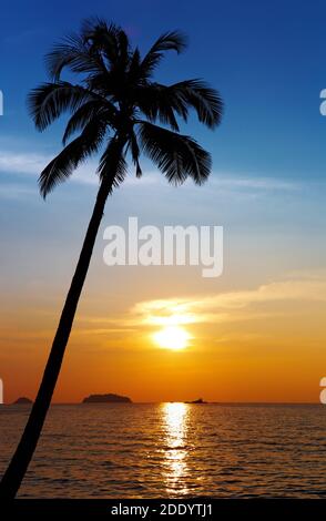 Palm tree silhouette al tramonto, Isola Chang, Thailandia Foto Stock