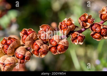 Cialde di semi di Crocosmia Foto Stock