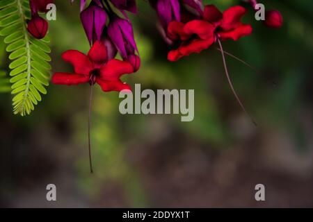 Fiore rosso di pavone o fiore di Caesalpinia pulcherrima isolato, Foto Stock