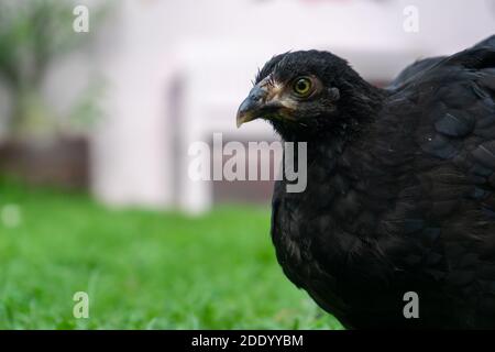 Pollo Wyandotte nero sul campo di erba. Foto Stock