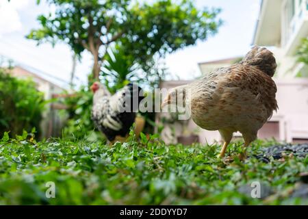 Colore salmone Wyandotte Pollo sul campo erba. Foto Stock