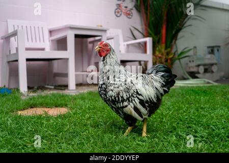 Pollo Wyandotte bianco sul campo di erba Foto Stock