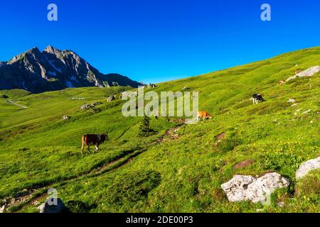 Vacche su un pascolo nelle Dolomiti, Passo Giau Foto Stock