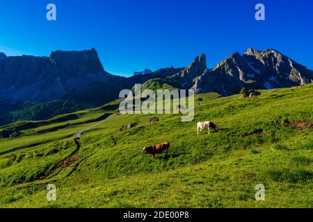 Vacche su un pascolo nelle Dolomiti, Passo Giau Foto Stock