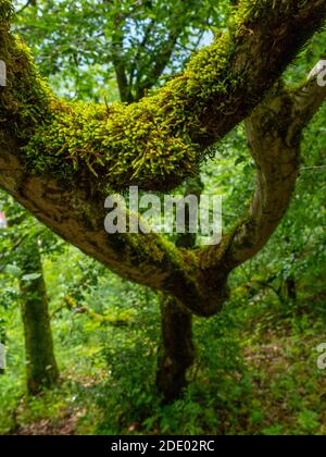 Muschio su un albero caduto in Fores Foto Stock