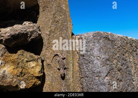 Un Gecko moresco (Tarentola Mauritania) mimetato tra le rocce nei pressi di un villaggio in Portogallo. Questo animale è in grado di cambiare rapidamente il colore. Foto Stock