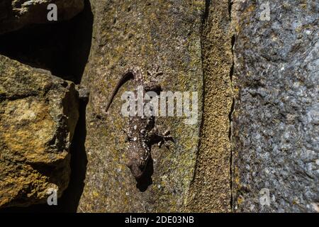Il Gecko moresco (Tarentola Mauritania) è una specie tipica della macchia mediterranea. Questo esempio in agguato su una roccia, fotografato in Portogallo. Foto Stock
