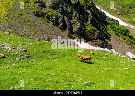 Mucca su un pascolo verde succulento o erba in estate per dare latte e formaggio in Baviera Foto Stock