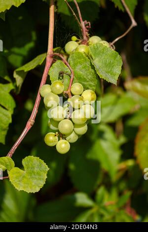 mazzo di uve bianche sul ramo al sole Foto Stock