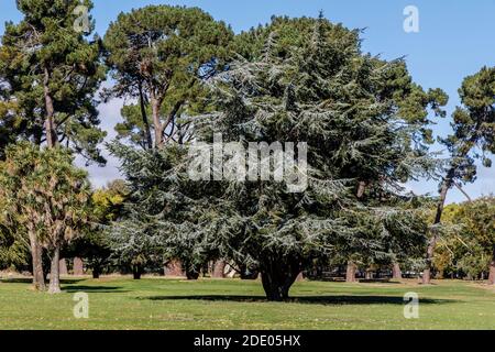 Blue Atlas Cedar Tree, Cedrus atlantica glauca, a Hagley Park, Christchurch, Nuova Zelanda. Un grande sempreverde della famiglia dei pini Pinaceae. Foto Stock