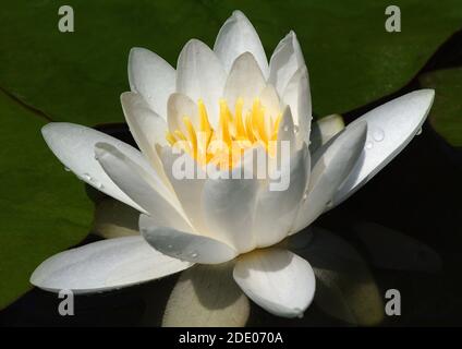 Un giglio d'acqua bianco (Nymphaea 'Marliacea albida') in piena fioritura, immagine macro Foto Stock