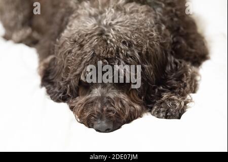 Primo piano di un labirintico labradoodle nero su sfondo bianco. Foto Stock