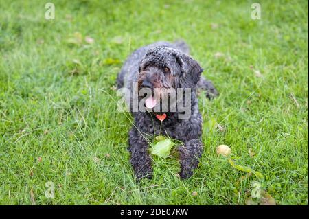 Il labradoodle nero, felice e attento, si stese sull'erba. Foto Stock