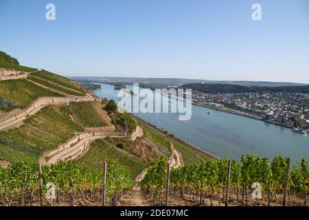 Splendida vista con vigneti sul fiume Rhein e Bingen vicino al Monumento Niederwald, Rudesheim am Rhein, Assia, Germania Foto Stock