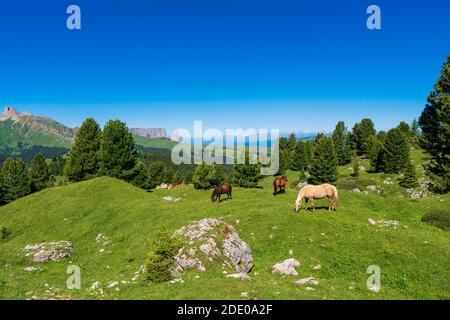 Mucche e cavalli pascolano in un prato alpino su un pendenza tra abeti in montagna Foto Stock