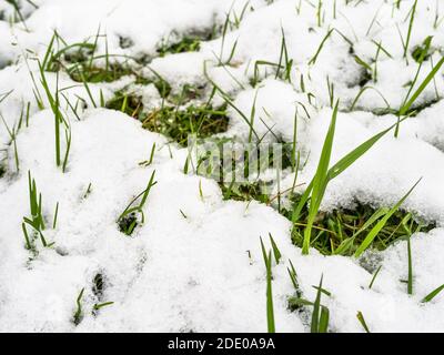 erba verde sotto dalla prima neve primo piano su freddo giorno d'autunno (mettere a fuoco la foglia verticale a destra) Foto Stock