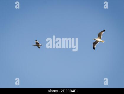 Gabbiani che volano nel cielo sopra Burgas Foto Stock