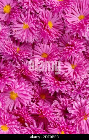 Carta da parati di sfondo rosa fiori di rosa brillante naturale colorato Foto Stock
