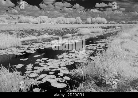 Immagini a infrarossi che si affacciano su aller Moor e Middle Moor ai livelli del Somerset con il fiume Sowey in primo piano, in una giornata estiva. Foto Stock