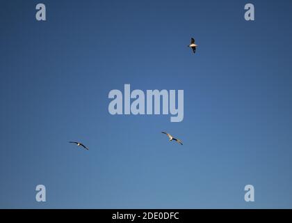 I gabbiani nel cielo Foto Stock