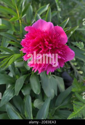 Una rosa di pony con foglie verdi fiorite in giardino. Foto Stock