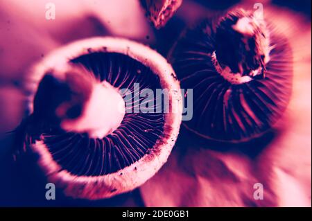 Foto trippy di funghi allucinogeni nella luce della rosa Foto Stock