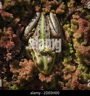 Rana di Campana Meridionale (Ranoidea raniforisfrom} visto dall'alto Foto Stock