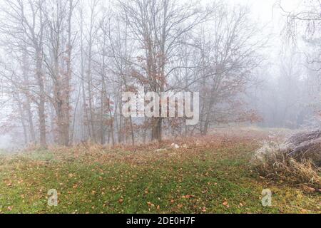 Grande nebbia nella foresta di querce. Paesaggio misterioso. Nebbia nella foresta piovosa, paesaggio autunnale. Giorno nebbia. Foto Stock