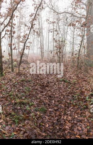 Grande nebbia nella foresta di querce. Paesaggio misterioso. Nebbia nella foresta piovosa, paesaggio autunnale. Giorno nebbia. Foto Stock