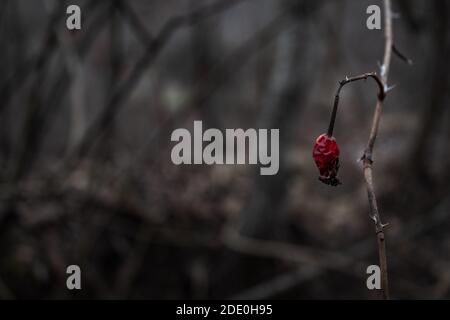 Rosa canina a secco Foto Stock