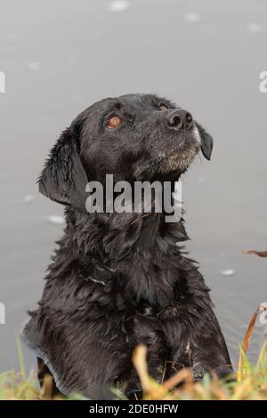 Colpo di testa di un Labrador nero in acqua guardando espettantly Foto Stock