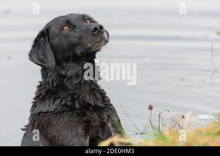 Colpo di testa di un Labrador nero in acqua guardando espettantly Foto Stock