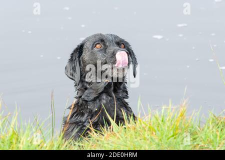 Colpo di testa di un Labrador nero in acqua guardando espettantly Foto Stock