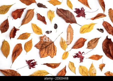 Foglie d'autunno asciugate su carta bianca. Concetto autunnale. Foto Stock