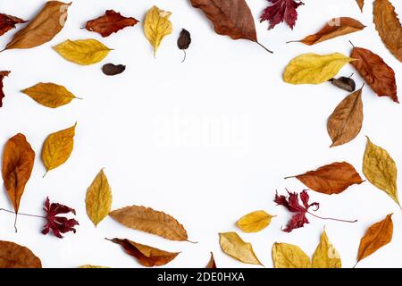 Foglie di autunno bordo su sfondo di carta bianca. Foto Stock
