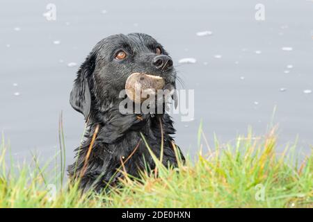 Colpo di testa di un Labrador nero in acqua guardando espettantly Foto Stock