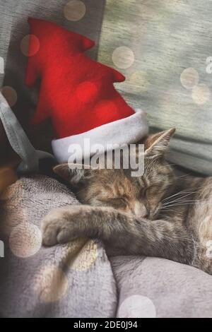 Gatto grigio che indossa cappello rosso di natale dorme vicino alla finestra. New Year e sposare la carta d'ingrassaggio di Natale. Messa a fuoco selettiva morbida. Shot verticale. Foto Stock