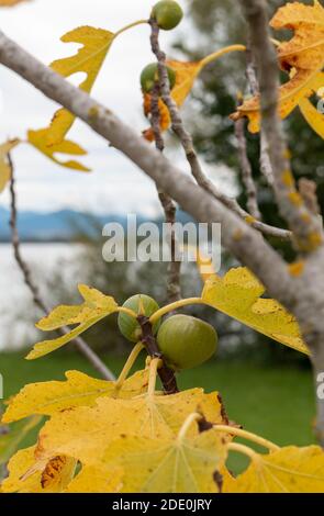 Albero di fico con frutta in autunno Foto Stock