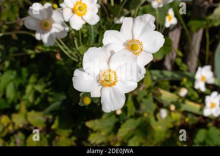 Anemone giapponese, anemone hupehensis, fiori bianchi che crescono in un giardino Foto Stock