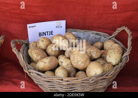 un cestino con patate fresche raccolte a sfondo rosso in occasione di un evento agricolo in autunno in belgio primo piano Foto Stock