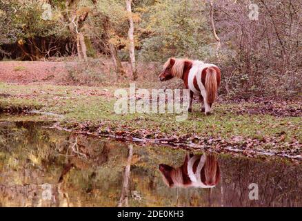 Skewbald (marrone e bianco) pony Shetland riflesso nel flusso nel New Forest National Park, Regno Unito Foto Stock