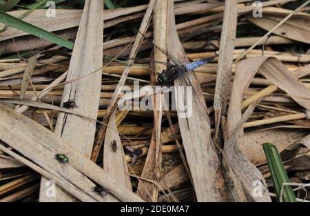 Scarsa Chaser libellula Foto Stock
