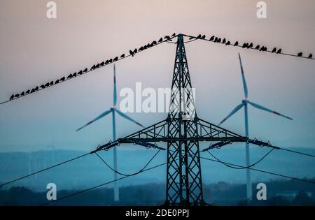 Molti uccelli, ruggini, seduti dopo il tramonto su una linea elettrica, centrali eoliche, Hamm, NRW, Germania Foto Stock