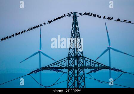 Molti uccelli, ruggini, seduti dopo il tramonto su una linea elettrica, centrali eoliche, Hamm, NRW, Germania Foto Stock