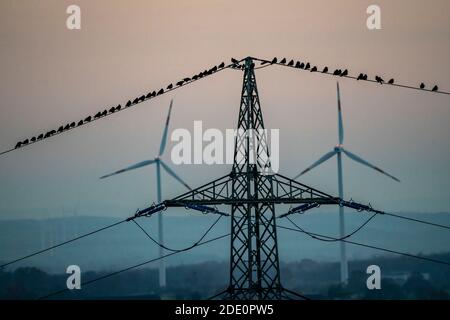 Molti uccelli, ruggini, seduti dopo il tramonto su una linea elettrica, centrali eoliche, Hamm, NRW, Germania Foto Stock