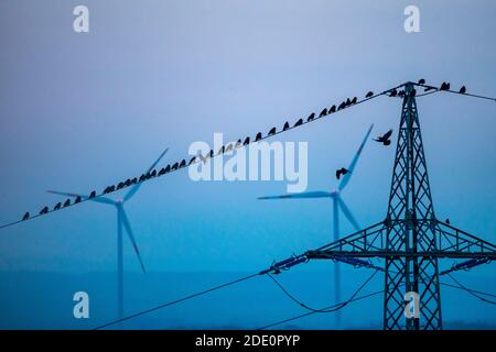 Molti uccelli, ruggini, seduti dopo il tramonto su una linea elettrica, centrali eoliche, Hamm, NRW, Germania Foto Stock