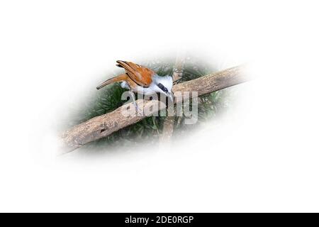 White-crested ridendo thrush (Garrulax leulophus) su un ramo di albero, isolato su sfondo bianco. Foto Stock