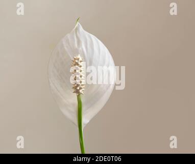 Spathiphyllum: Un fiore bianco profumato, chiamato anche un giglio di Pace e la felicità delle Donne`s. Isolato su uno sfondo color crema neutro. Foto Stock