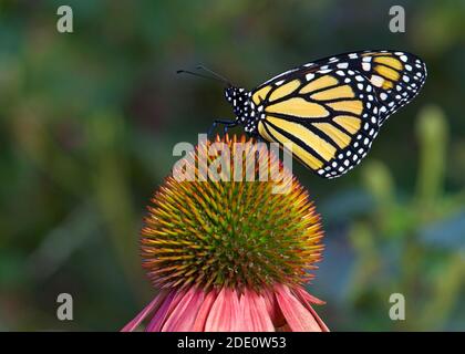 Farfalla Monarch su fiore di colore pastello coneflower in giardino fiorito. Foto Stock